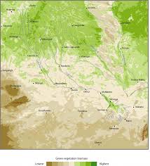 Image result for Monotes dasyanthus