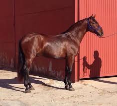Castano Sport Horse Horse Breeds Horses