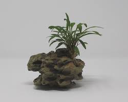 In 1976 niels jacobsen proposed the change of name of c. Drachenstein Gr M Mit Glanzender Wasserkelch Cryptocoryne Lucens Au