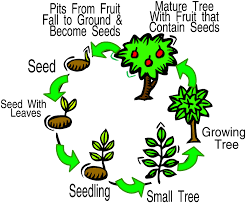The other two plants are your control plants: More Trees Please Text Images Music Video Glogster Edu Interactive Multimedia Posters