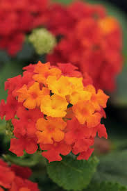 We did not find results for: Buy Little Lucky Red Lantana Plants Free Shipping 2 5 Quart Size Plants For Sale Online From Wilson Bros Gardens