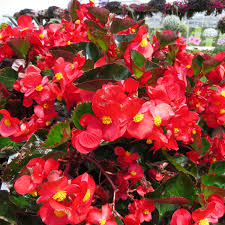 Image result for Begonia princeae
