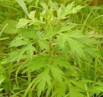 Artemisia argyi - Wikipedia
