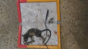 Gunakanlah sarung tangan saat menuangkan cuka ke bola kapas. Cara Mengusir Tikus Dan Curut Dari Rumah Paling Ampuh Dan Aman Suhendri22