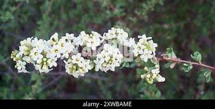 Image result for Antherothamnus
