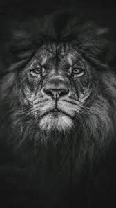 Black And White Angry Lion Face Wallpaper Pin De Alireza H Em Photo Logo Design Em 2020 Fotografia De Leao Fotos De Leao Leao Preto E Branco
