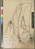 Image result for Cyperus fischerianus