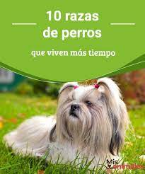 10 Razas De Perros Que Viven Mas Tiempo Caracteristicas De Los Perros Razas De Perros Nombres De Perros