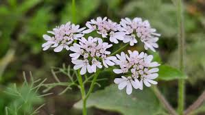 Image result for Coriandrum