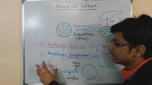 Animal Cell Culture 6 Cell Types Youtube