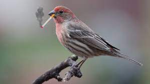 these finches have a brilliant strategy for fighting off ticks finch bird species ticks
