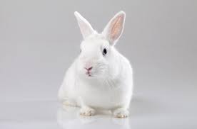 Maybe you would like to learn more about one of these? White Vienna Rabbit Health Temperament Coat Health And Care Petguide Com
