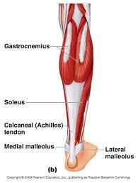 Not So Gross Anatomy Lower Leg Foot B3 Wellness