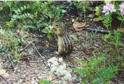 Image result for Scepocarpus trinervis