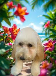 Andi's Pampered Pups