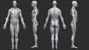 Prep for a quiz or learn for fun! Artstation Human Male Anatomy Resources