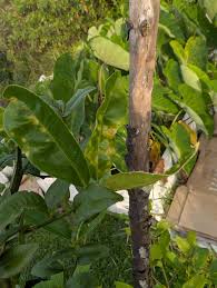 Hawaii Tropical Fruit Growers