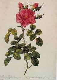 High quality redoute roses gifts and merchandise. Redoute Roses 33 Botanical Drawings Vintage Botanical Prints Roses Book