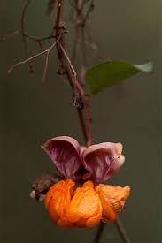 Image result for Gymnosporia matoboensis