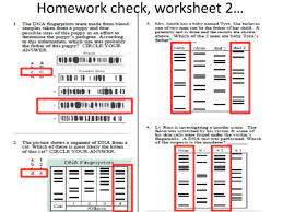 Recent advances in recombinant deoxyribonucleic acid (dna) research offer scientists the necessary technology. Dna Fingerprinting And Paternity Answer Key Dna Fingerprinting Worksheet Answer Key Pbs Worksheet Uses For Dna Fingerprinting Include Quemevocealice