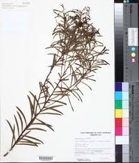 Image result for Acacia rovumae