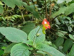 Image result for Impatiens purpureoviolacea