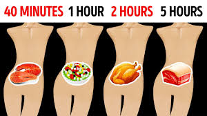 how long foods stay in your stomach