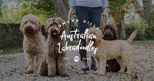 For more info about australian cobberdogs or labradoodles in general, visit our doodle info page. Lomond Hills Labradoodles Australian Labradoodle Puppies For Sale