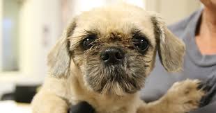 Since october 2003, small angels has rescued over 4,000 animals or about 47 a month. Small Breeds Big Problem Atlanta Humane Society