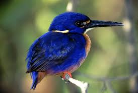 Kingfishers Wetland Cruises Vogel Als Haustiere Hubsche Vogel Eisvogel