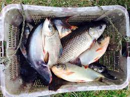 Ini untuk memancing kiloan, alias ikan yang ditangkap nanti dikilo untuk dibawa pulang. Kolam Pancing Falim Ikan Air Tawar Di Ipoh Perak