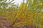 Image result for Elephantorrhiza elephantina