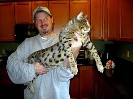 The average bengal cat reaches its full size between the age of 1.5 years and 2. Bengal Cats Size Full Grown Size The Bengal Cat Size How Big Will A Full Grown Bengal Cats