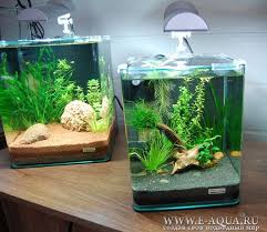 Pin By Nelsonarturo Gonzalez Gomez On Interior Decorating Fresh Water Fish Tank Betta Fish Tank Nano Aquarium