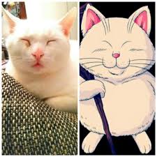 We did not find results for: Today Is My Cake Day So Here Is One Of My Cat Looking Like Korin From Dragon Ball Album On Imgur
