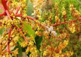 Apply proper sprays or dusts promptly. Mango Diseases And Their Management Pakissan Com