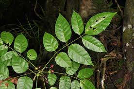 Image result for Brucea