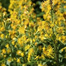 Image result for Solidago