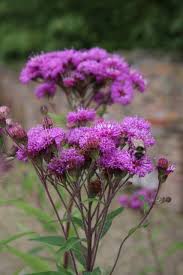 Image result for Vernonia myriantha
