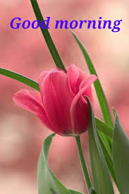 Good Morning Pretty Flowers Flowers Beautiful Flowers