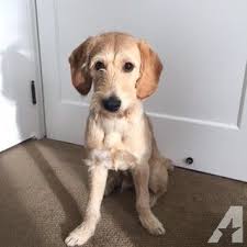 We've seen tons of labradoodle puppies for. 1st Generation Labradoodle Labradoodle Labradoodle Puppy Labradoodle For Sale