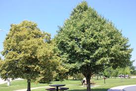 Image result for Combretum lindense