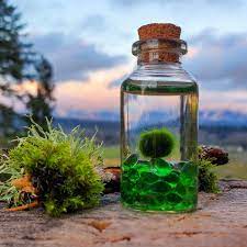 Baby Moss Ball Pet Alchemist Terrarium In The Pnw Moss Balls Terrarium Plants Moss