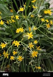 Image result for Hypoxidaceae