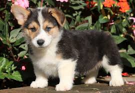 One of the 5 best dogs breeds for children. Corgi Puppies Up For Adoption Off 60 Www Usushimd Com