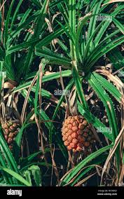 Image result for Pandanus sp. A