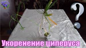 какой способ размножения используют при выращивании картофеля и лука Komnatnoe Rastenie Ciperus Cyperus Razmnozhenie V Domashnih Usloviyah Cha Komnatnye Rasteniya Rasteniya Domashnie Rasteniya