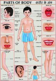 Human Body Parts In Hindi And English Mydrlynx Human