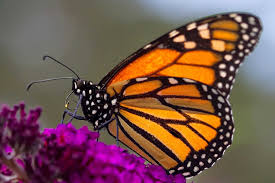 Top 10 flowers that attract butterflies. The Secret To Attracting Butterflies To Your Garden Abc News