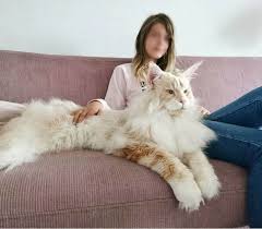 Browse 4,331 maine coon stock photos and images available, or search for maine coon kitten or maine coon walking to find more great stock photos and pictures. Meet Lotus The Giant Maine Coon Cat Who Is Taking Over The Internet Projectpaws